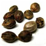 Семена марихуаны АК-47  (Seeds AK-47) в Бакале 